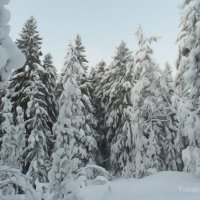 Зимний лес :: Евгений Виноградов