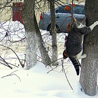 опять этот барбос на прогулку вышел , :: Любовь 