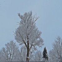 Снежно :: Виталий Селиванов 