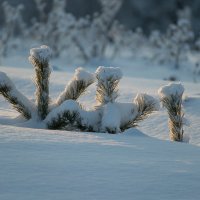 ... :: Николай Северный