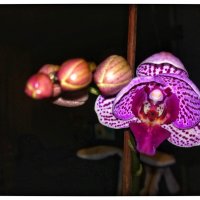орхидея :: Дарья Тищенко