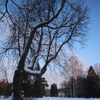 Павловский парк. Январь :: Наталья Герасимова