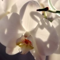 Туманность орхидеи... :: Любовь С.