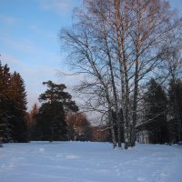 Павловский парк. Январь :: Наталья Герасимова