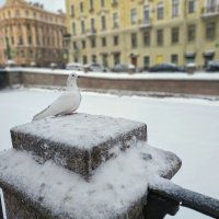 Разный Питер на мобильный. Голубь маскируется. :: Владимир Филимонов