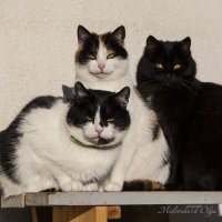 Кошки на солнышке :: Ольга Милованова
