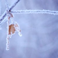 Снежные зарисовки ❄ :: Владислав Левашов