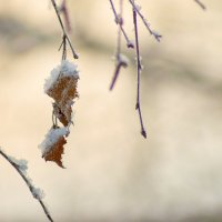 Снежные зарисовки ❄ :: Владислав Левашов