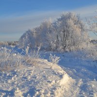 морозный день :: Светлана 