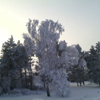 Мороз и солнце-день чудесный....))) :: Алексей Кузнецов