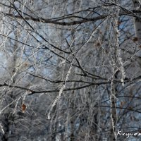 Волшебница зима. :: Роман Кривеженко