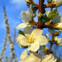 Цветение войлочной вишни. :: оля san-alondra
