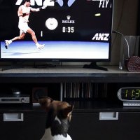 Australia Open :: Николай Семёнов