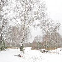 в зимнем лесу :: НАТАЛЬЯ 