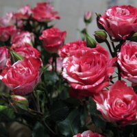 Как хороши, как свежи были розы... :: ТАТЬЯНА (tatik)