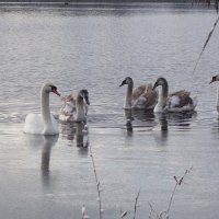 Лебеди на Голубом озере :: Маргарита Батырева