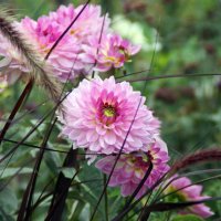 flowers :: Jerzy Hermanowicz