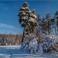 Утро в зимнем лесу 3 :: Андрей Дворников