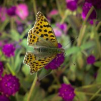Бабочка :: Дарья Лаврухина