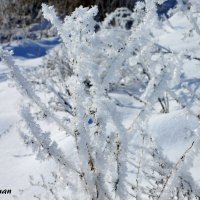 Волшебница зима :: Роман Кривеженко