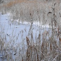 Декабрьские зарисовки :: Маргарита Батырева