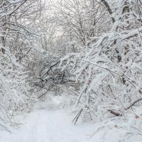 Среди занесенных снегом деревьев.. :: Юрий Стародубцев