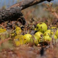 Плоды лесной груши... :: Александр Фролов 