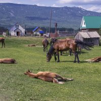 ПОЛУДЕННЫЙ ОТДЫХ :: Володька Завитушкин