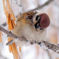 Брат, фотограф, а чё так холодно, а? :-) :: Андрей Заломленков