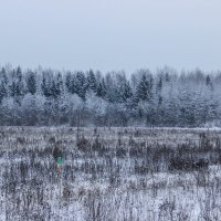 Зима в лесу :: Алена Сизова