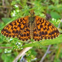 Перламутровка малая или перламутровка диа, перламутровка дия (Boloria dia = Clossiana dia) :: vodonos241 