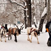 Выезжают на круг и помчатся! :: Татьяна Помогалова