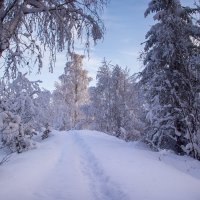 По зимнему лесу :: Анжела Пасечник