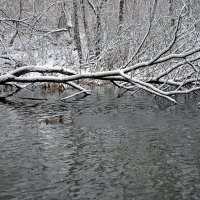 Припорошенные снегом деревья наклонились над водяной гладью пруда... :: Ольга Русанова (olg-rusanowa2010)