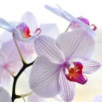 орхидеи :: Лариса Крышталь 