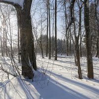 В солнечном зимнем лесу. :: Анатолий Грачев