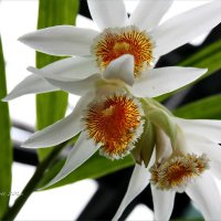 Орхидеи :: Liudmila LLF