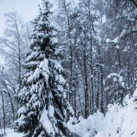 ** :: Роман Самарский