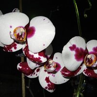 Орхидея" Ева весенний цвет" :: Натала ***