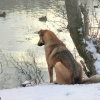 В зимнем парке :: Нина Бутко