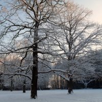 Деревья кружат в зимнем вальсе. :: Люба 