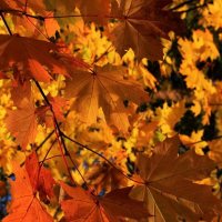 На жилах листьев клена — музыканты отображали красочный октябрь :: Татьян@ Ивановна