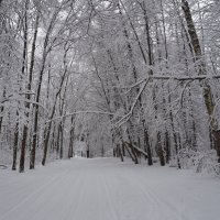 Белый снег :: Евгений Седов