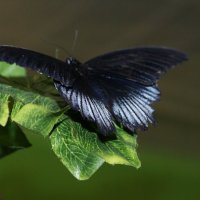 бабочка :: Ксения Павлова
