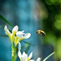 Пчелка :: Julia Panikhina