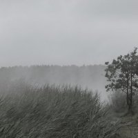 Туман :: Дмитрий Буданов