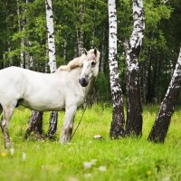 Лошадь на лугу :: Никита Мельников