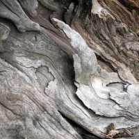 Кора старого дерева :: Екатерина С.