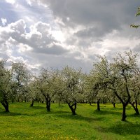 *** :: Владимир Фроликов