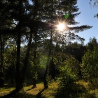 сумерки в лесу на Волге :: Елена Смирнова